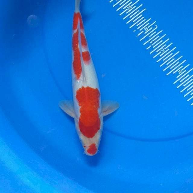 Kuchibeni 30cm
