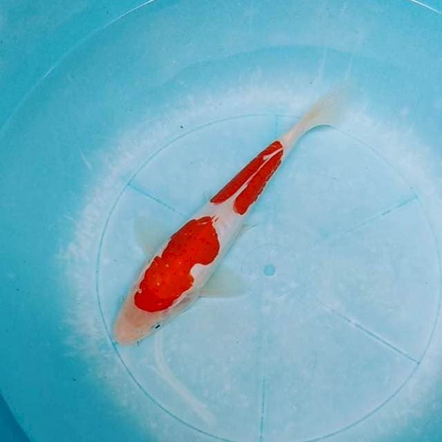 KOHAKU STEP DOITSU