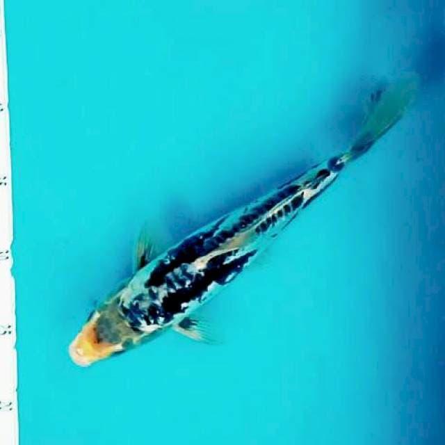 Doit Unix *29cm
