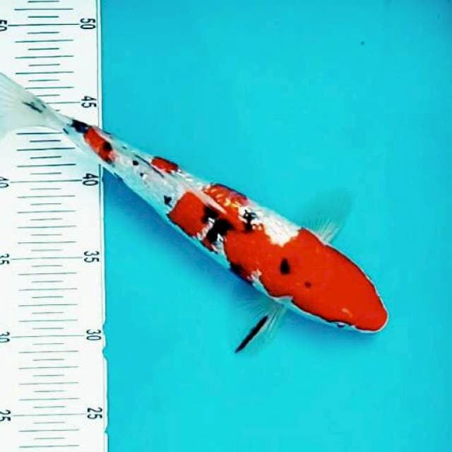 Menkaburi sanke ginrin*31cm