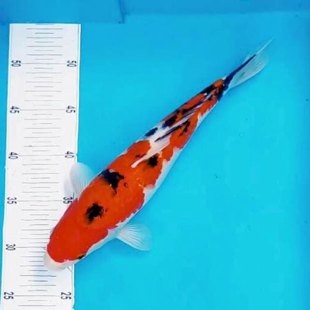 Hanoman sanke*35cm