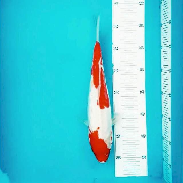Nidan kohaku doit*35
