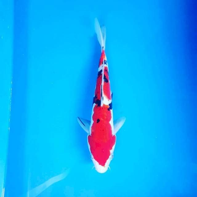 SANKE DOITSU 26CM