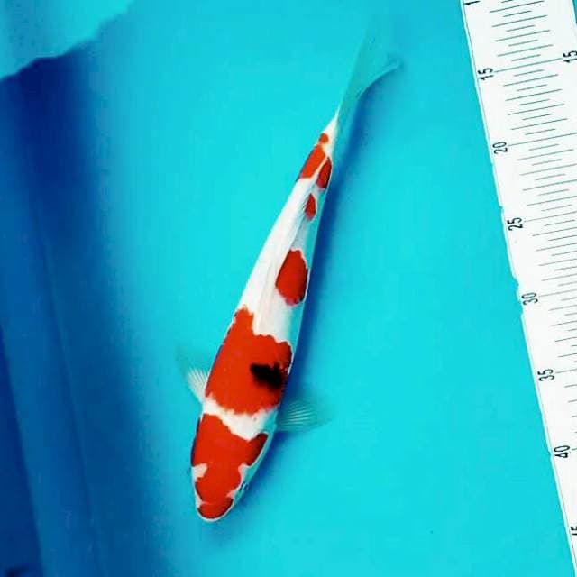 Marusanke*31cm