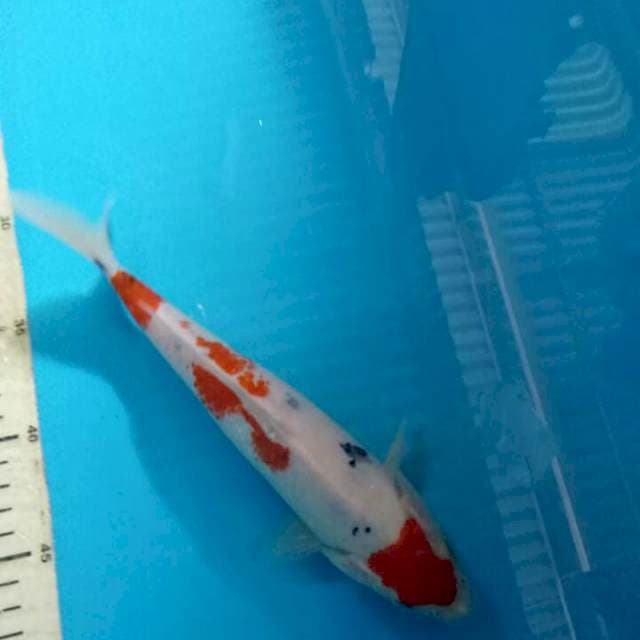 Maruten sanke 24cm