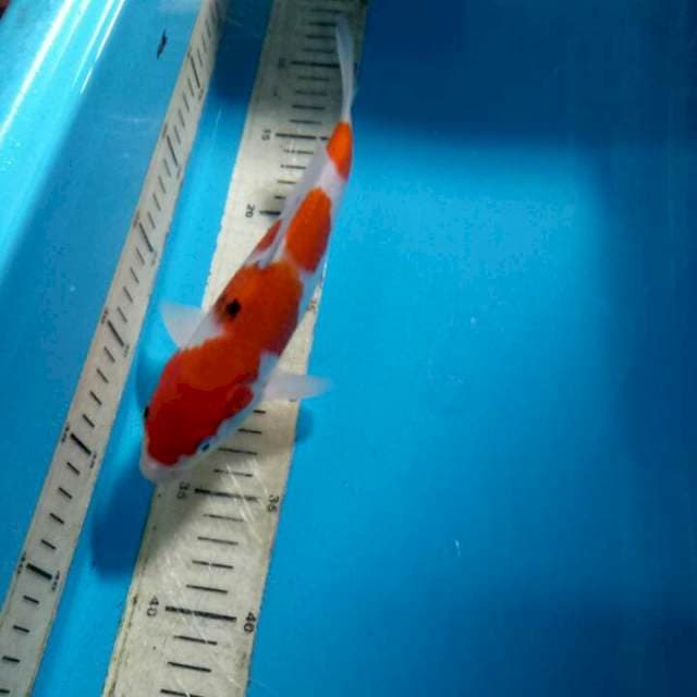 Sanke 24 cm