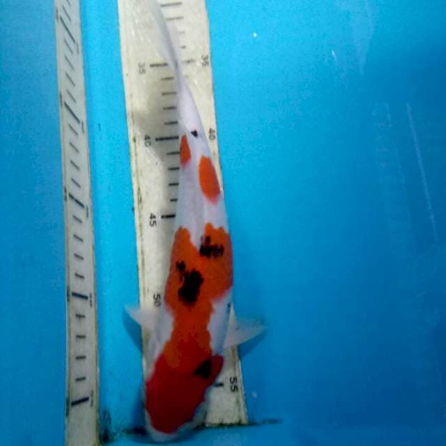 Sanke 24cm