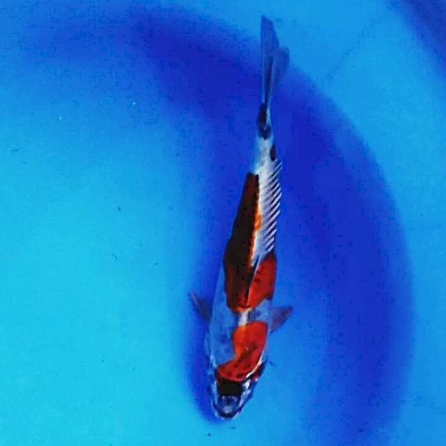 Good kiko 25cm