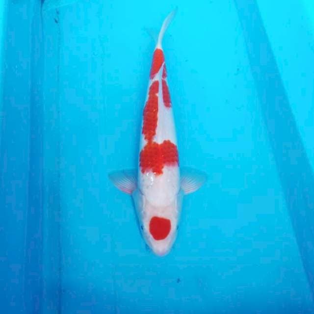NJK - MARUTEN KOHAKU