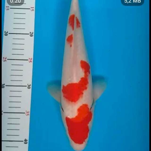 Kohaku 35bu