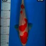 Kohaku 35bu