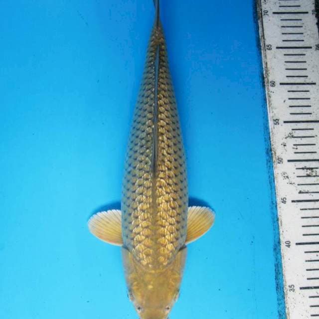 Ginrin full Midori 40 cm