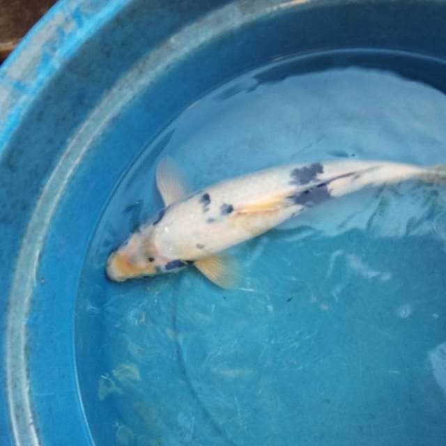 Near Koi - Shiro Utsuri 30cm