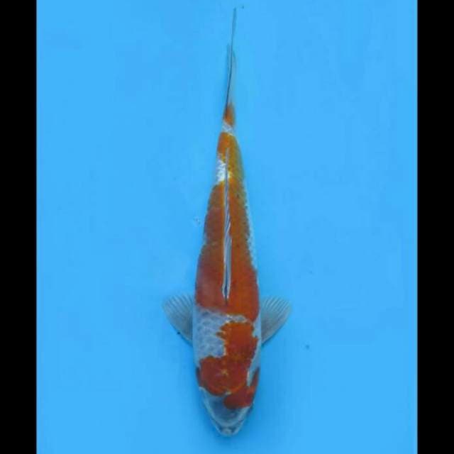Ochiba Shigure Nyala - 30cm 