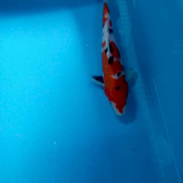 Sanke 20cm