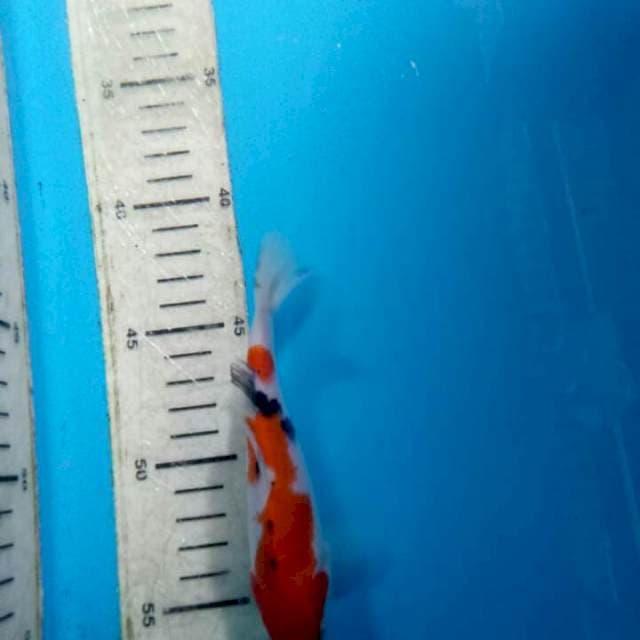 Sanke 13 cm