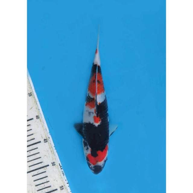 Showa Sanshoku , 30cm