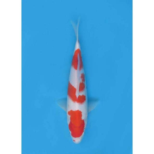 Kohaku Ceplok Ori , 33cm