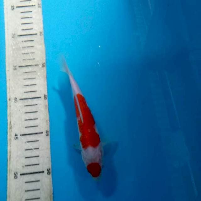 Maruten kohaku 15cm