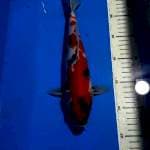 KOHAKU 29 CM