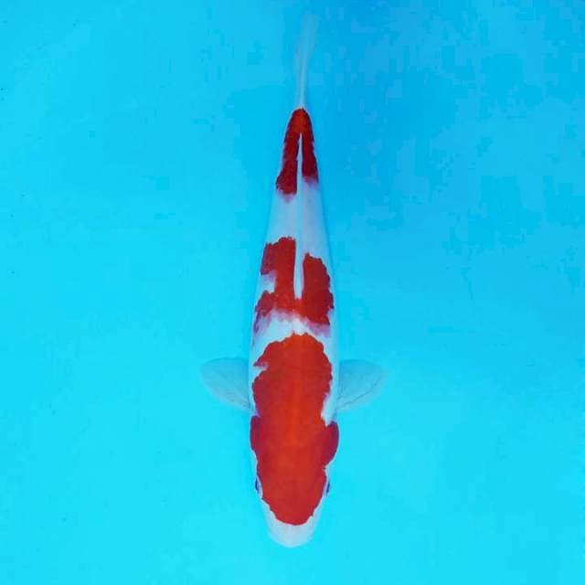 ATAKA 11 - KOHAKU 3 STEPS ®