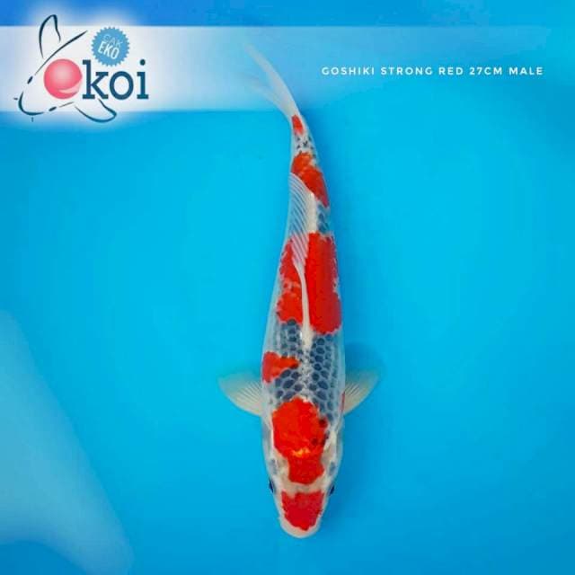Goshiki Show Quality 27cm