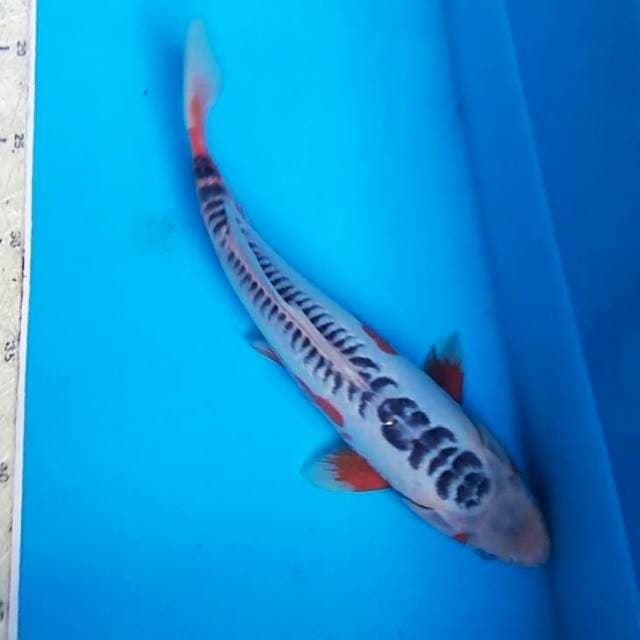 Shusui 30cm