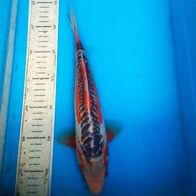 Shusui 30cm