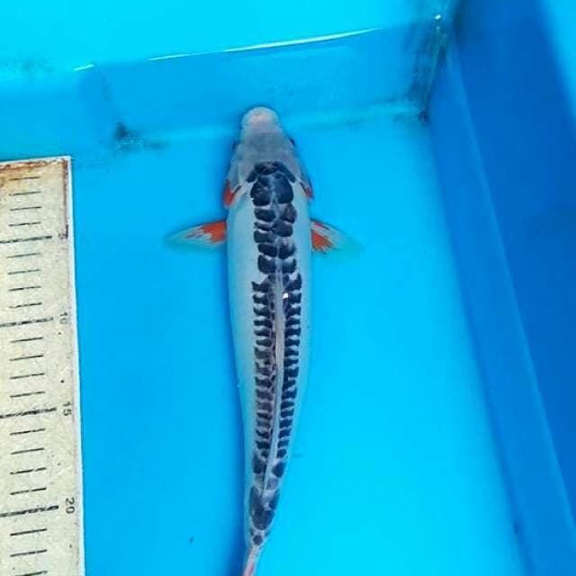 Shusui 32cm