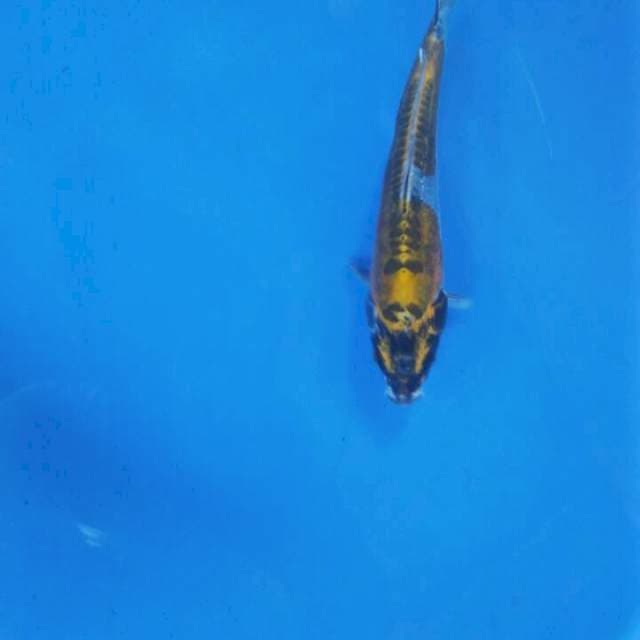 Kiko clean