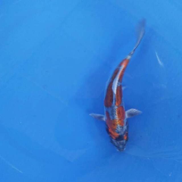Kiko