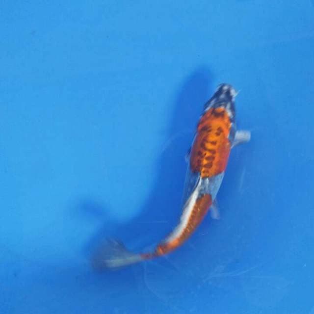Kiko 18 cm