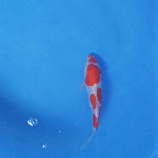 Kohaku 