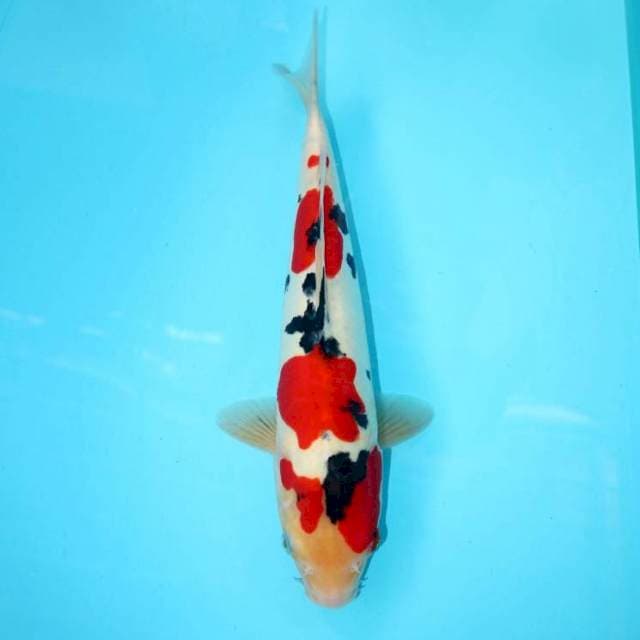 DOITSU 35 CM