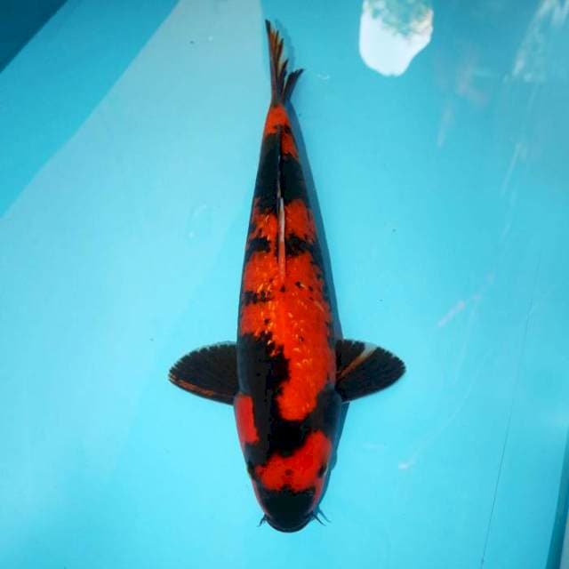 UTSURI GINRIN 35 CM