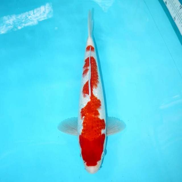 GINRIN KOHAKU POLA PETIR 31 CM