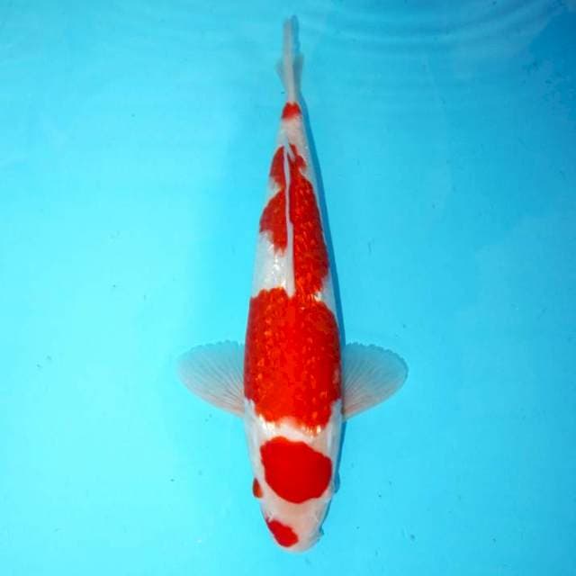 GINRIN KOHAKU KUCHIBENI 29 CM