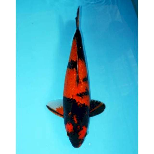 UTSURI GINRIN 38 CM