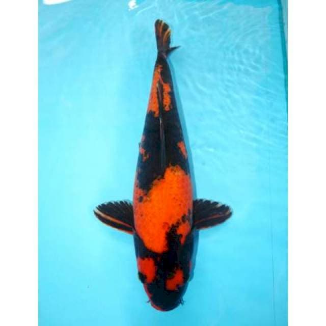UTSURI 43 CM