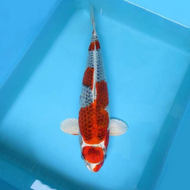 1. JUNAKOI ( MARUTEN KUJAKU )