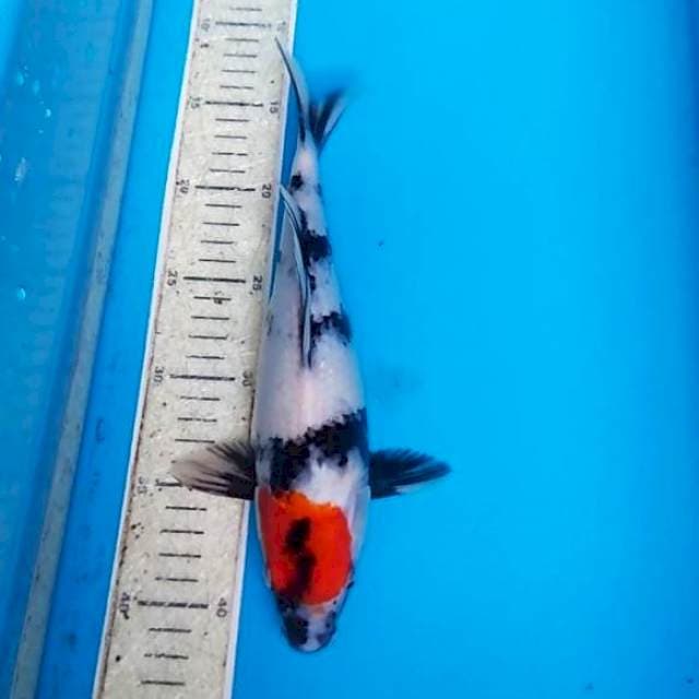 Tancho Showa 28cm