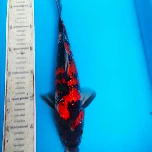Showa ginrin 30cm 