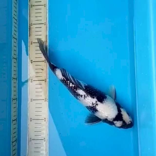 Shiro ginrin ekor sedikt bengkok