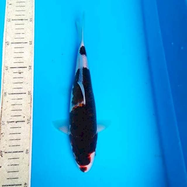 Budho goromo 27cm