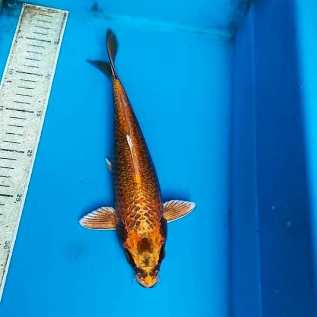 Kiko 28cm