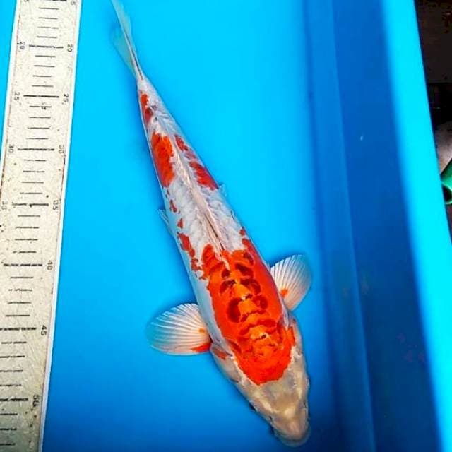 Kojaku 37cm