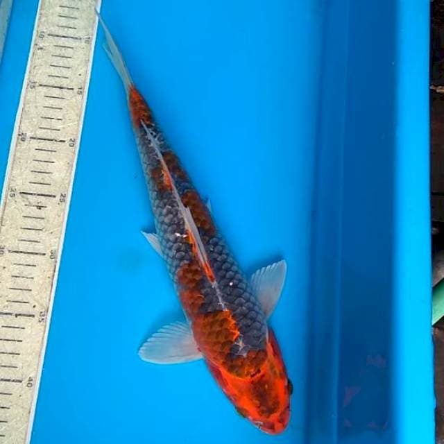Beny gingga 37cm