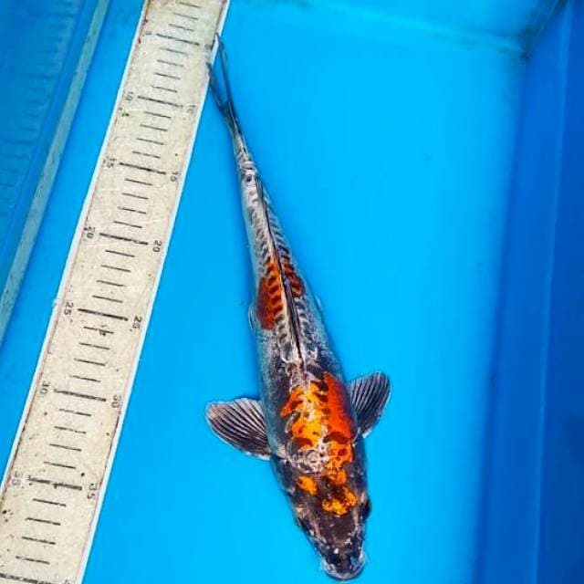 Kiko 32cm