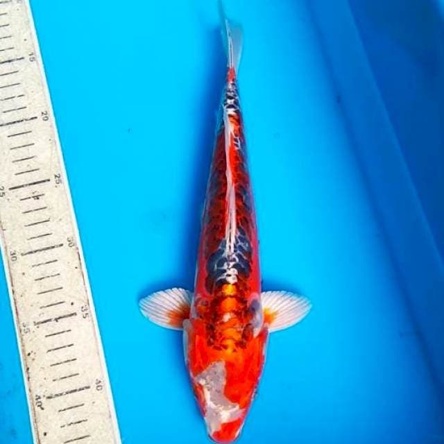 Antiq 30cm
