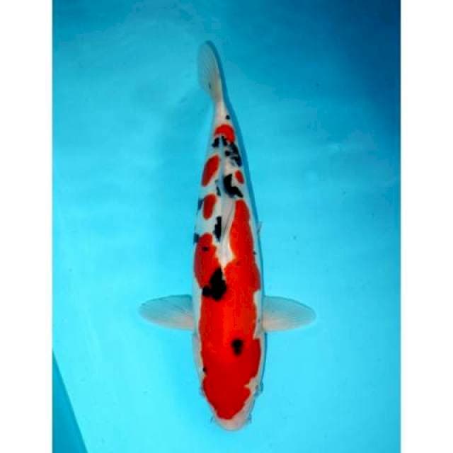 Doitsu Sanke 37 cm